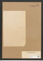 Schizonema myxacanthum Menegh. (de-Toni-Nr.: Genus 20, Species 1180) Zeichnungen Sammlung Grunow Nr. 2280 (NHMW-BOT-W0369400)